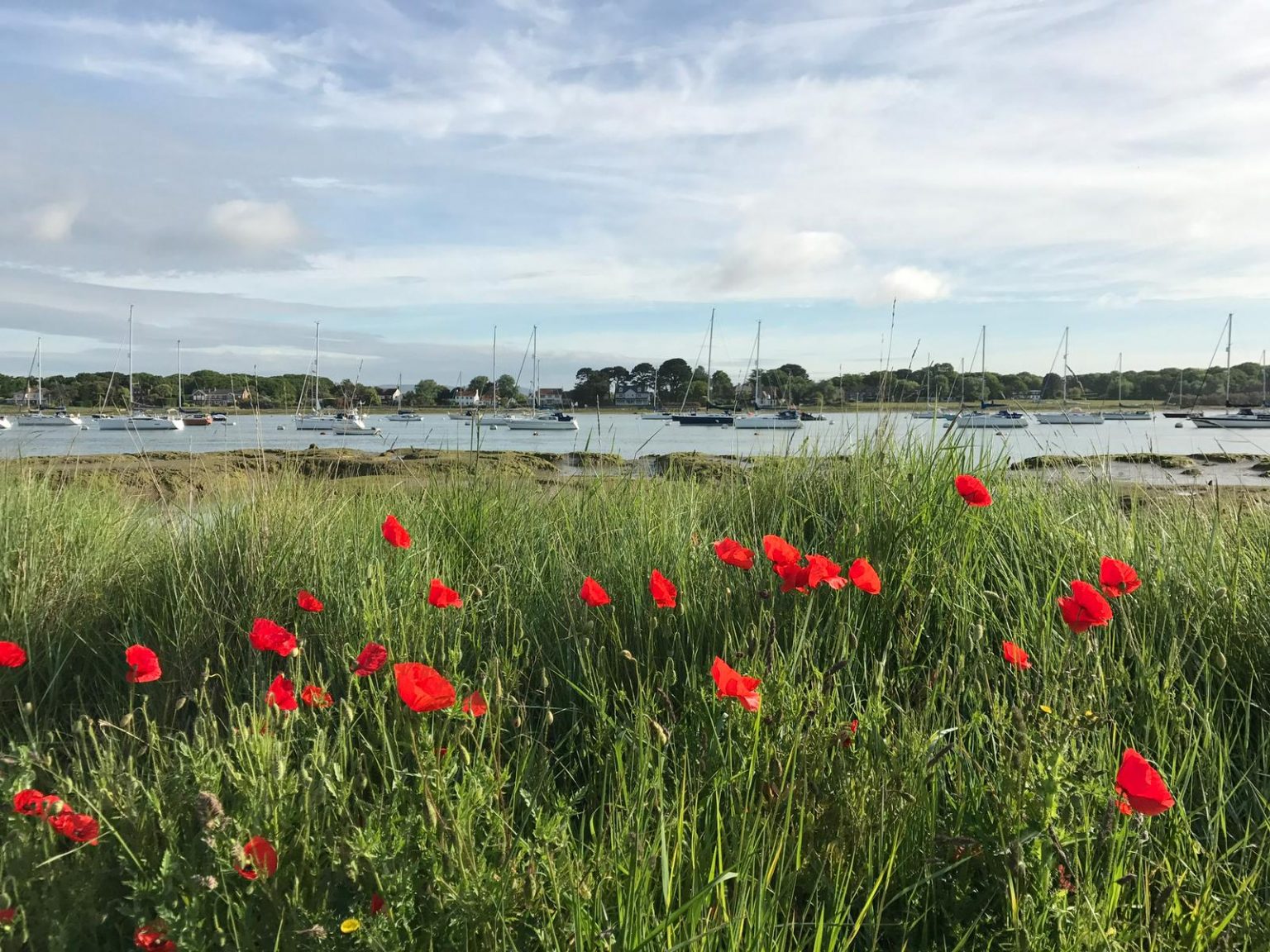 poppies by the sea